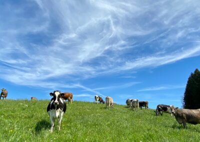 Kühe auf der Weide, Bio Weidehof Königl, Altusried