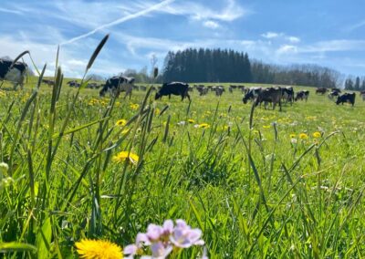 Kühe auf der Weide, Bio Weidehof Königl, Altusried